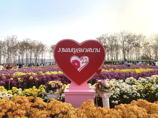 งานเบญจมาศบานในม่านหมอก ครั้งที่ 22